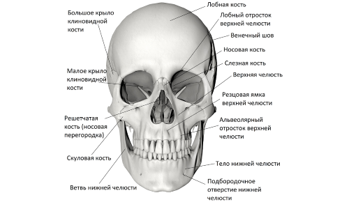 Строение черепа (вид спереди)